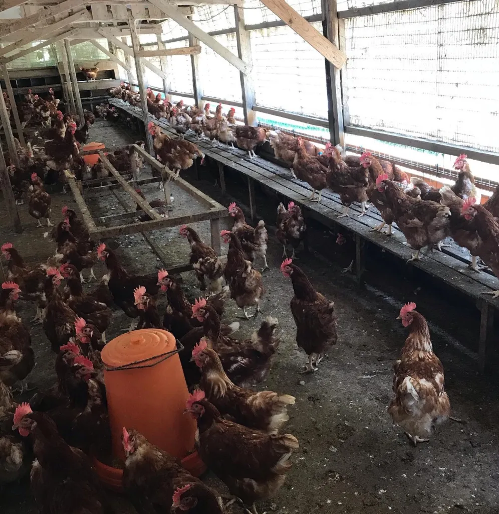養鶏場の中