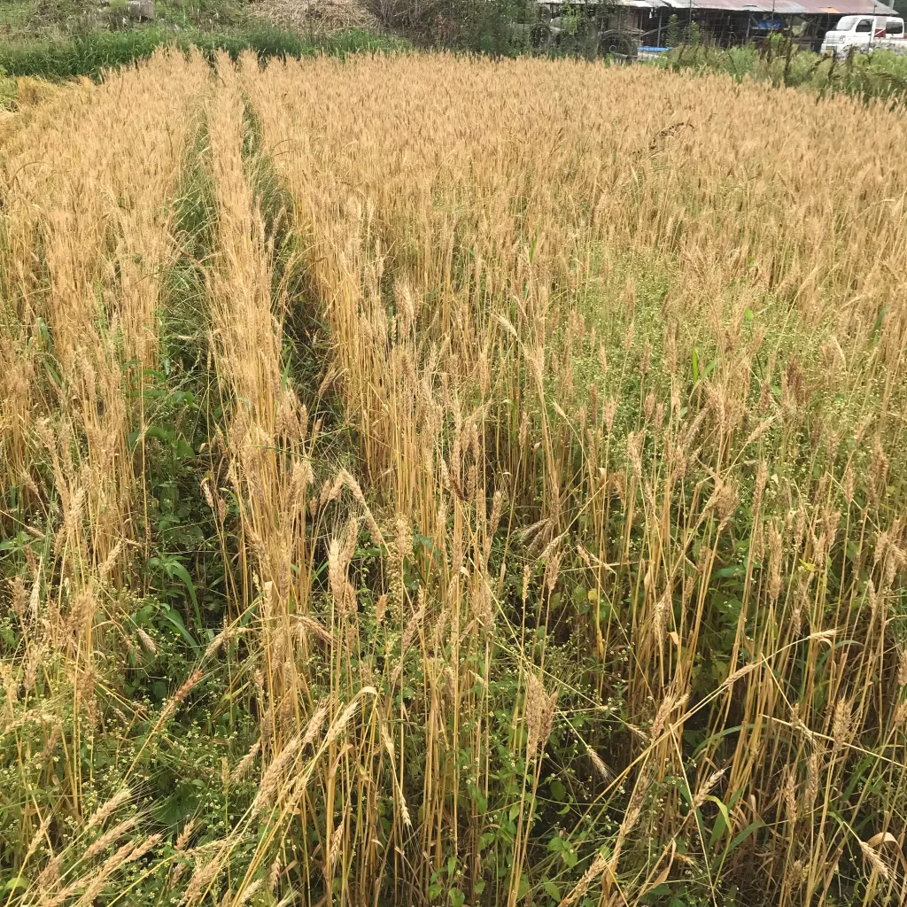 小麦畑